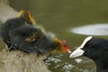 Common Coot Chicks