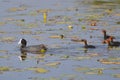 Common Coot and Chicks Royalty Free Stock Photo