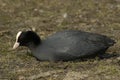 Common Coot (Fulica atra) Royalty Free Stock Photo