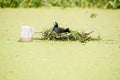 Common Coot Fulica atra adult, nest building. Royalty Free Stock Photo