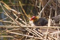 Common Coot Chick in the nest