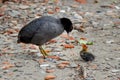A common coot Fulica atra with a chick Royalty Free Stock Photo