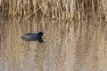 Common coot fulica atra at dawn in the Marshes of the Ampurdan Royalty Free Stock Photo