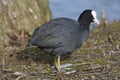 Common Coot