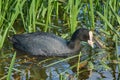 Common Coot (Fulica atra) looking for food near a thicket of young cattails Royalty Free Stock Photo