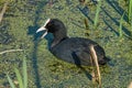 Common Coot (Fulica atra) looking for food near a thicket of young cattails Royalty Free Stock Photo