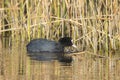 Common Coot foraging in a ditch