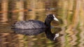 Common Coot Royalty Free Stock Photo