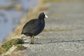 Common coot (Fulica atra)