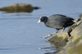 Common coot (Fulica atra)