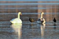 Common coot on icy lake Royalty Free Stock Photo