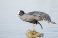 A Common Coot stretching Royalty Free Stock Photo