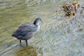 Common Coot