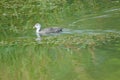 Common Coot