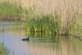 Common Coot swimming in a ditch