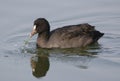 Common coot