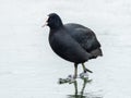 A common coot walking on a frozen lake