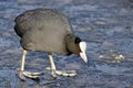 Common Coot In Winter Royalty Free Stock Photo