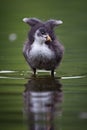 Common Coot Royalty Free Stock Photo