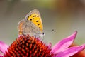 Common copper butterfly collecting nectar on a flower Royalty Free Stock Photo