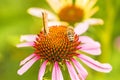 Common copper butterfly Royalty Free Stock Photo