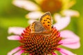 Common copper butterfly Royalty Free Stock Photo