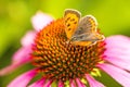 Common copper butterfly flower Royalty Free Stock Photo