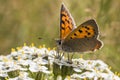 Common copper (Lycaena phlaeas) Royalty Free Stock Photo