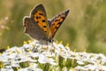 Common copper (Lycaena phlaeas) Royalty Free Stock Photo