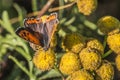 Common copper (Lycaena phlaeas) Royalty Free Stock Photo