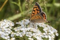 Common copper (Lycaena phlaeas) Royalty Free Stock Photo