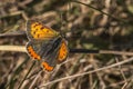 Common copper (Lycaena phlaeas) Royalty Free Stock Photo