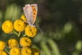 Common copper (Lycaena phlaeas) Royalty Free Stock Photo