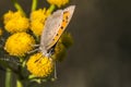 Common copper (Lycaena phlaeas) Royalty Free Stock Photo