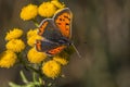 Common copper (Lycaena phlaeas) Royalty Free Stock Photo