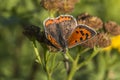 Common copper (Lycaena phlaeas) Royalty Free Stock Photo