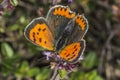 Common copper (Lycaena phlaeas) Royalty Free Stock Photo