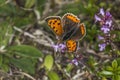 Common copper (Lycaena phlaeas) Royalty Free Stock Photo