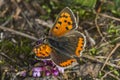 Common copper (Lycaena phlaeas) Royalty Free Stock Photo