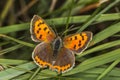 Common copper (Lycaena phlaeas) Royalty Free Stock Photo