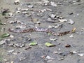 Common Copperhead Snake Royalty Free Stock Photo
