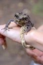 Common coqui - Eleutherodactylus coqui Frog