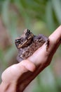 Common coqui - Eleutherodactylus coqui Frog