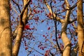 Common coral tree