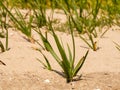 Common cordgrass, Spartina anglica, young plant on sandflat at low tide, Kwade Hoek, Goeree, Zuid-Holland, Netherlands Royalty Free Stock Photo