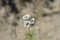 Common coriander flower