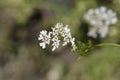 Common coriander flower