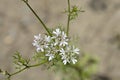 Common coriander flower