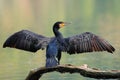 Common cormorant