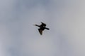 Common cormorant bird looking for prey